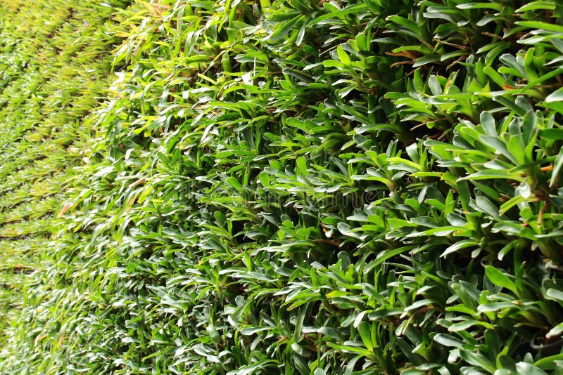 Placing the Plant Pot Vertically. Stock Image - Image of plantlife ...