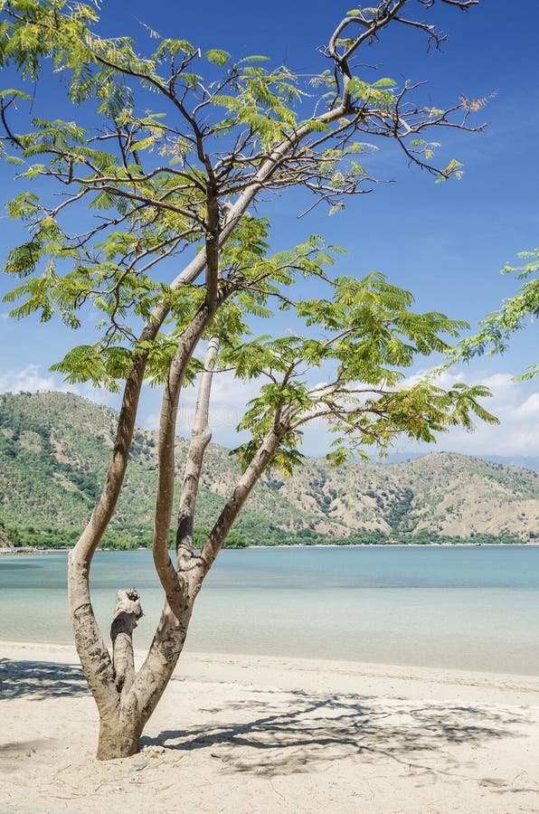 Plage de branca d'Areia près de dili East Timor images stock Plage de branca d'Areia près de dili East Timor images stock