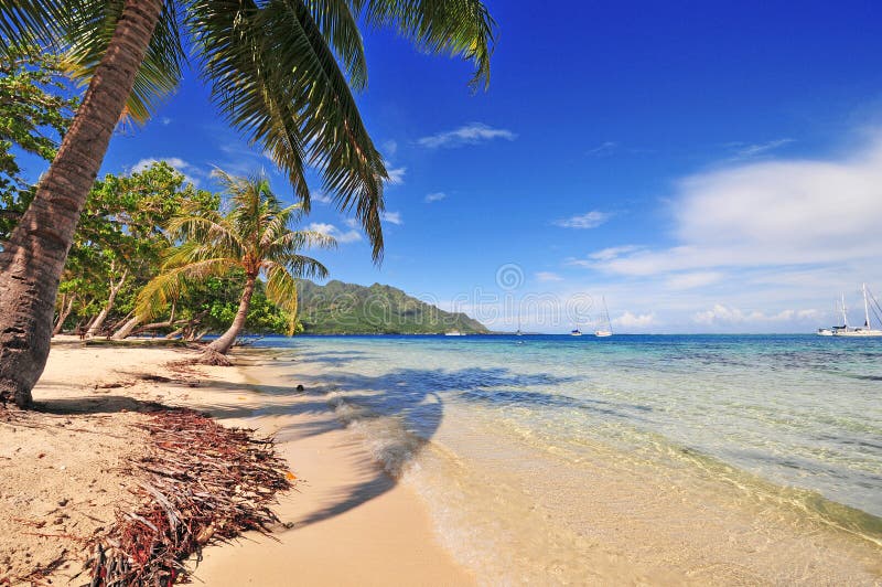 Plage de Moorea et paume, Tahiti, Polynésie française images stock Plage de Moorea et paume, Tahiti, Polynésie française images stock