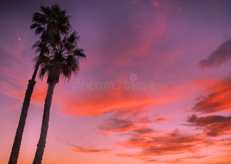 Plage de Venise, Ca, coucher du soleil et palmier photo stock Plage de Venise, Ca, coucher du soleil et palmier photo stock