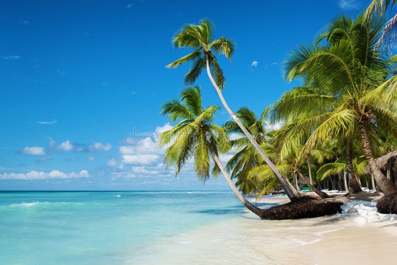 Plage des Caraïbes en île de Saona, République Dominicaine photos stock Plage des Caraïbes en île de Saona, République Dominicaine photos stock