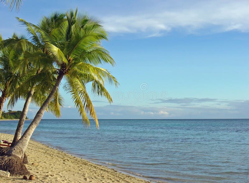 Plage et palmiers de Fijian