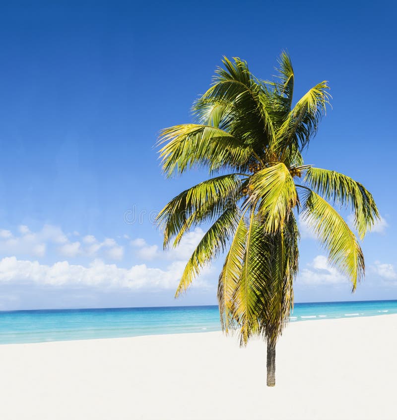 Exotic beach with beautiful alone palm tree entering the ocean against azure water and blue sky. Exotic beach with beautiful alone palm tree entering the ocean against azure water and blue sky