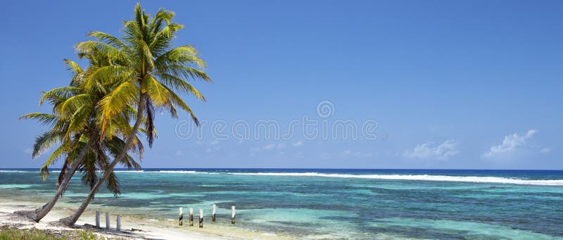 Plage tropicale avec des palmiers de noix de coco - panorama image stock Plage tropicale avec des palmiers de noix de coco - panorama image stock
