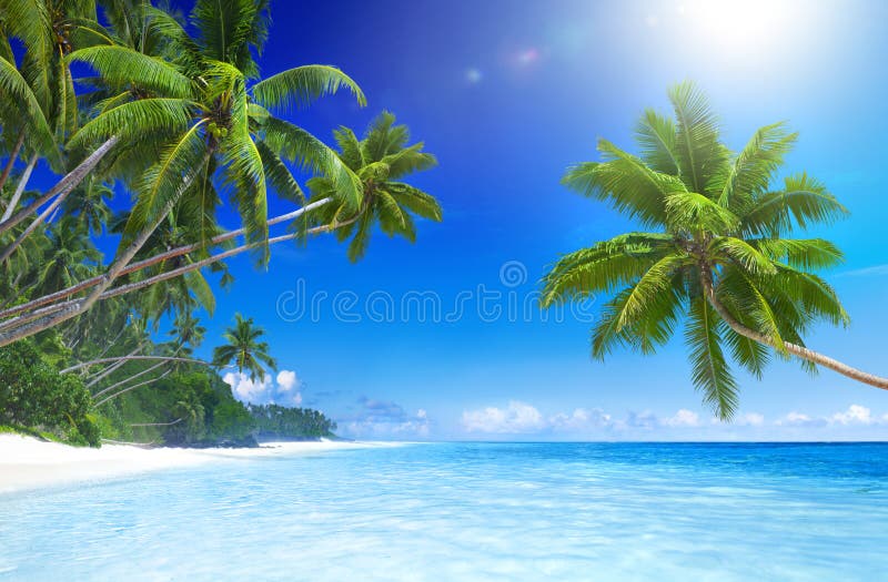Plage tropicale de paradis avec le palmier