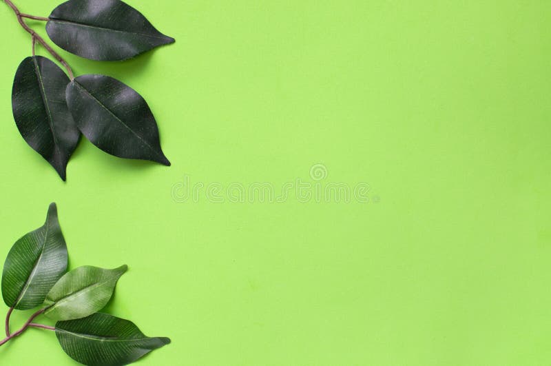 Muốn tìm kiếm một nền xanh lá cây đơn giản nhưng vẫn đầy ấn tượng? Hãy xem hình ảnh với nền xanh lá cây nhạt đơn giản nhưng lại có lá phía bên phải. Với sự bố trí tinh tế này, bức ảnh sẽ giúp tạo ra một điểm nhấn đáng chú ý.