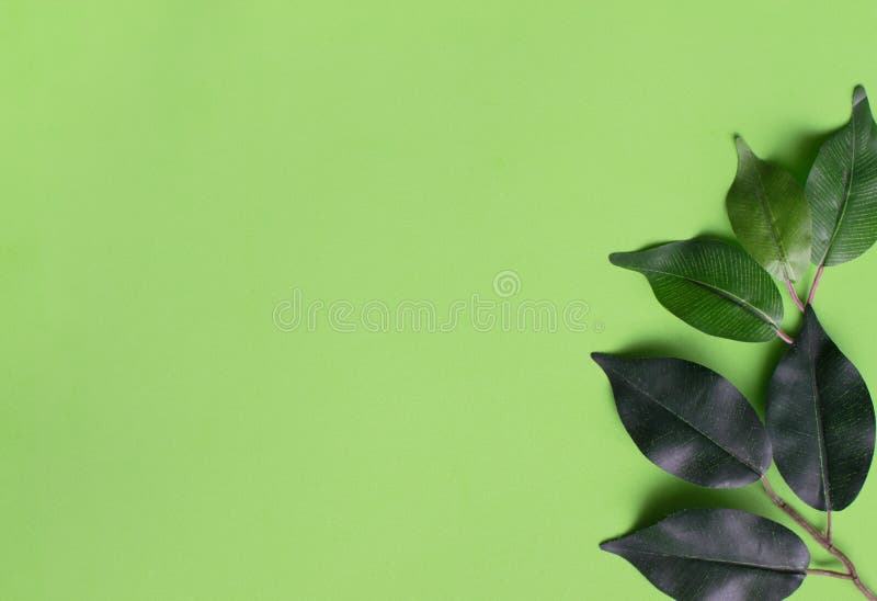 Plain Light Green Background with Leaves on the Right. Stock Photo - Image  of light, greenery: 135477240