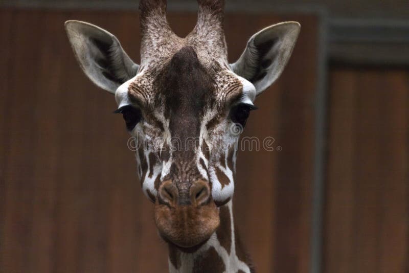 A giraffe inside stock image. Image of animals, giraffe - 170825253