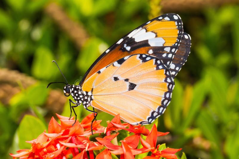 The Plain Tiger (Danaus chrysippus chrysippus) butterfly