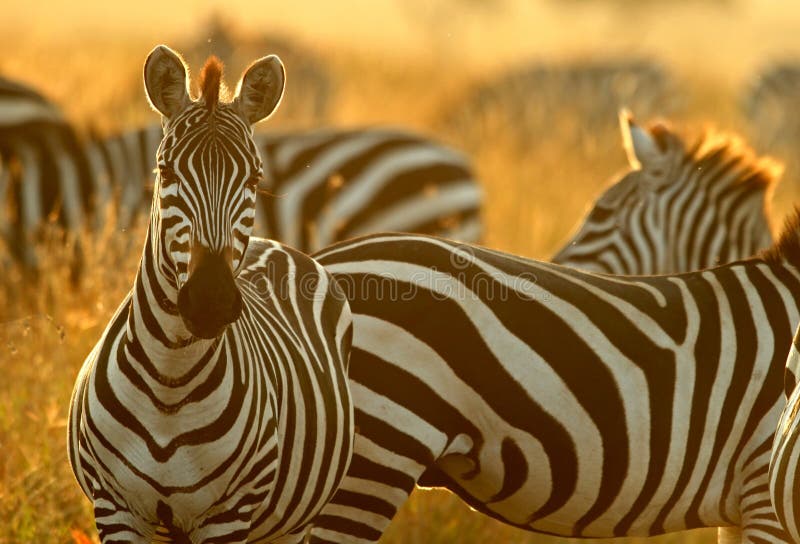 Baby Plains Zebra Follows Mother Behind Bushes Stock Image Image of