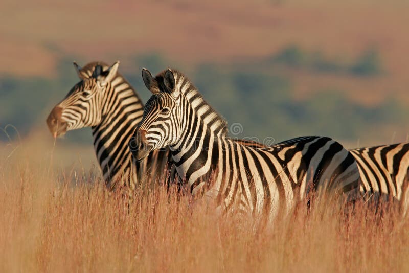 Plains Zebra