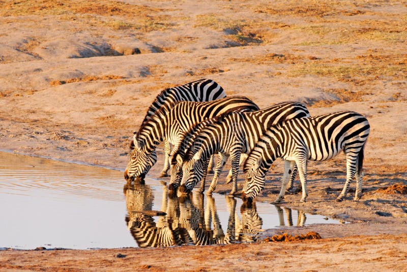 Plains Zebra (Equus Burchelii) drinking at Nyamand royalty free stock photos