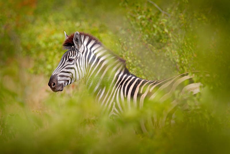 Plains zebra, Equus quagga, in the green forest nature habitat, hidden in the leaves, Kruger National Park, South Africa. Wildlife stock photos Plains zebra, Equus quagga, in the green forest nature habitat, hidden in the leaves, Kruger National Park, South Africa. Wildlife stock photos