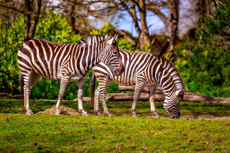 Plains Zebra Feeding stock photo. Image of horse, outdoors 69091008