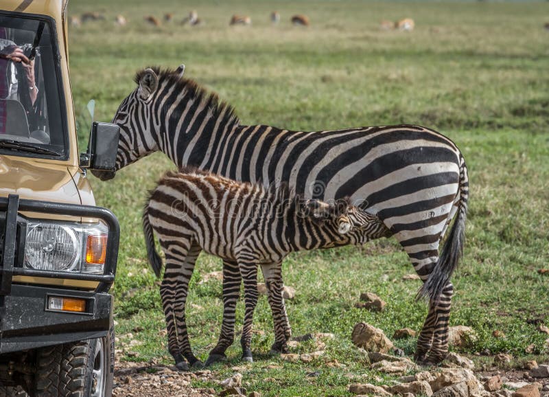 maßgescneiderter Auto Jeep SUV Reserverad Bezug Radcover Safari Zebra Africa 