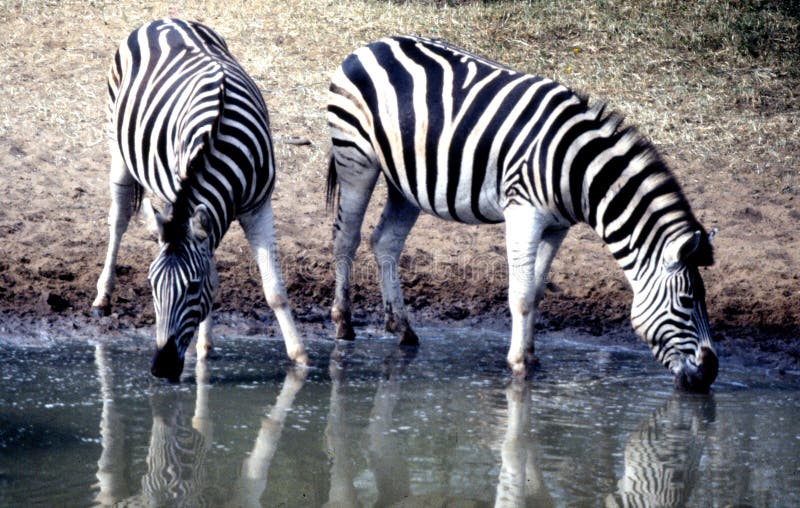 Plains Zebra pair at Mkhuze Game Reserve waterhole plateau in the Mt. Zebra National Park. royalty free stock images Plains Zebra pair at Mkhuze Game Reserve waterhole plateau in the Mt. Zebra National Park. royalty free stock images