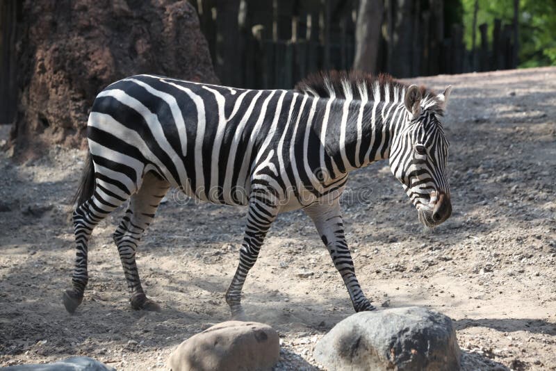 The plains zebra (Equus quagga, formerly Equus burchellii), also