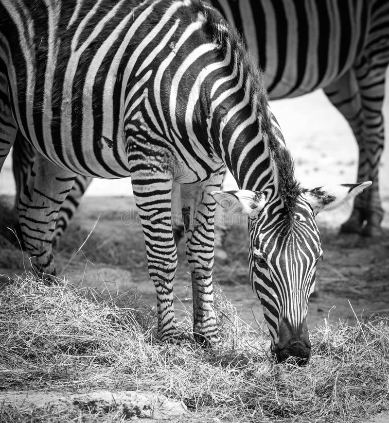 Plains Zebra v ZOO Bratislava