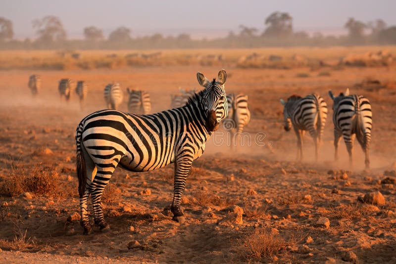 Plains Zebras