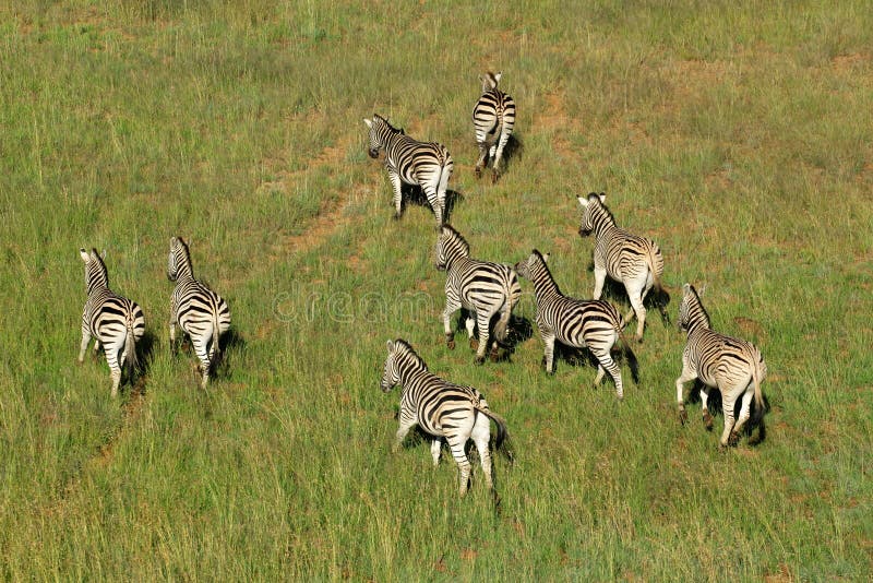 Plains Zebras