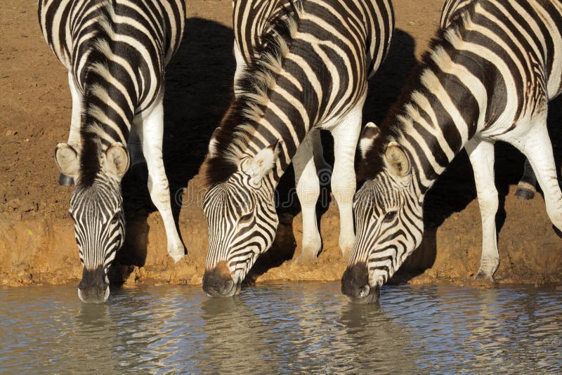 Plains (Burchell's) Zebras (Equus quagga) drinking water, Mkuze game reserve, South Africa. Plains (Burchell's) Zebras (Equus quagga) drinking water, Mkuze game reserve, South Africa