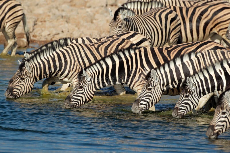 Plains (Burchells) Zebras (Equus burchelli) drinking water, Etosha National Park, Namibia. Plains (Burchells) Zebras (Equus burchelli) drinking water, Etosha National Park, Namibia