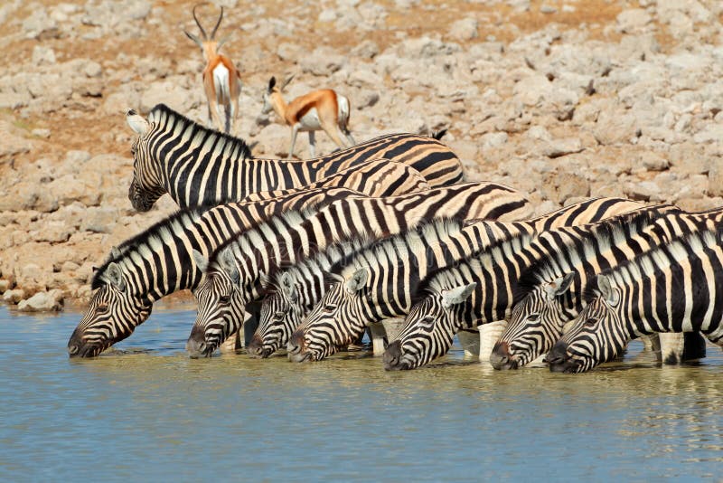 Plains (Burchells) Zebras (Equus burchelli) drinking water, Etosha National Park, Namibia. Plains (Burchells) Zebras (Equus burchelli) drinking water, Etosha National Park, Namibia