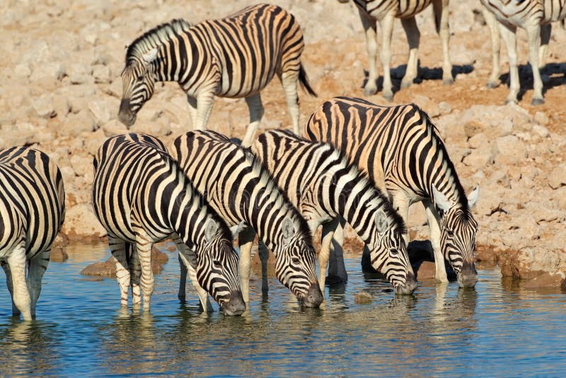 Plains zebras Equus burchelli drinking water, Etosha National Park, Namibia. Plains zebras Equus burchelli drinking water, Etosha National Park, Namibia