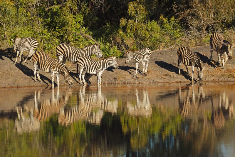 Plains Zebras (Equus burchelli) drinking water, Sabie-Sand nature reserve, South Africa. Plains Zebras (Equus burchelli) drinking water, Sabie-Sand nature reserve, South Africa