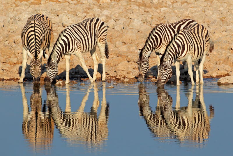 Plains (Burchells) Zebras (Equus burchelli) drinking water, Etosha National Park, Namibia. Plains (Burchells) Zebras (Equus burchelli) drinking water, Etosha National Park, Namibia