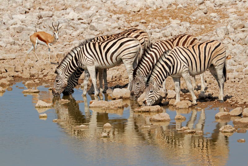 Plains zebras Equus burchelli drinking water, Etosha National Park, Namibia. Plains zebras Equus burchelli drinking water, Etosha National Park, Namibia