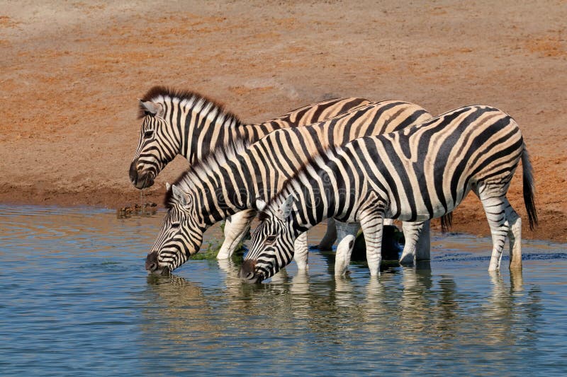 Plains zebras (Equus burchelli) drinking water, Etosha National Park, Namibia. Plains zebras (Equus burchelli) drinking water, Etosha National Park, Namibia