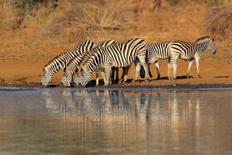 Herd of plains zebras Equus burchelli drinking water, Kruger National Park, South Africa. Herd of plains zebras Equus burchelli drinking water, Kruger National Park, South Africa