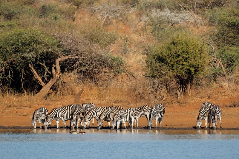 Herd of plains zebras Equus burchelli drinking water, Kruger National Park, South Africa. Herd of plains zebras Equus burchelli drinking water, Kruger National Park, South Africa