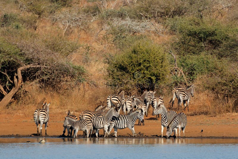 Herd of plains zebras Equus burchelli drinking water, Kruger National Park, South Africa. Herd of plains zebras Equus burchelli drinking water, Kruger National Park, South Africa