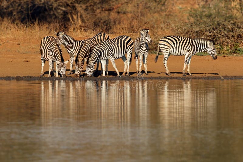 Herd of plains zebras Equus burchelli drinking water, Kruger National Park, South Africa. Herd of plains zebras Equus burchelli drinking water, Kruger National Park, South Africa