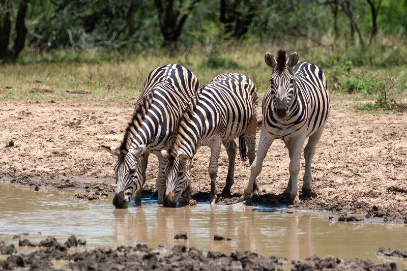 The plains zebras drinking water from a pond in the wild in South Africa.