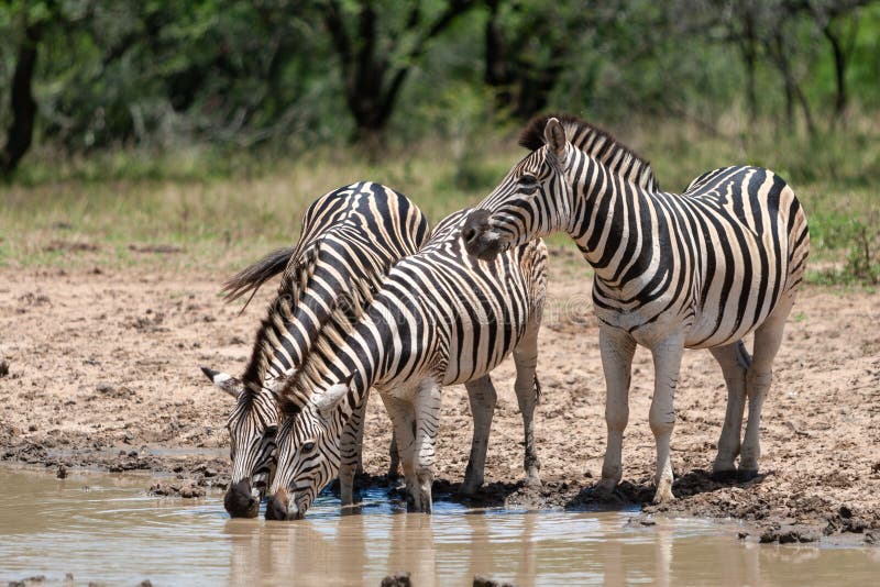 The plains zebras drinking water from a pond in the wild in South Africa.