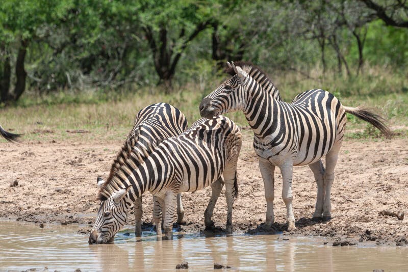 The plains zebras drinking water from a pond in the wild in South Africa.