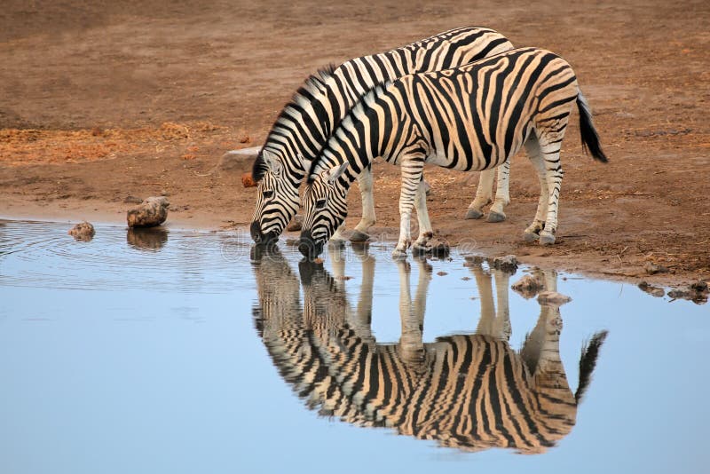 Two plains (Burchells) Zebras (Equus burchelli) drinking water, Etosha National Park, Namibia. Two plains (Burchells) Zebras (Equus burchelli) drinking water, Etosha National Park, Namibia