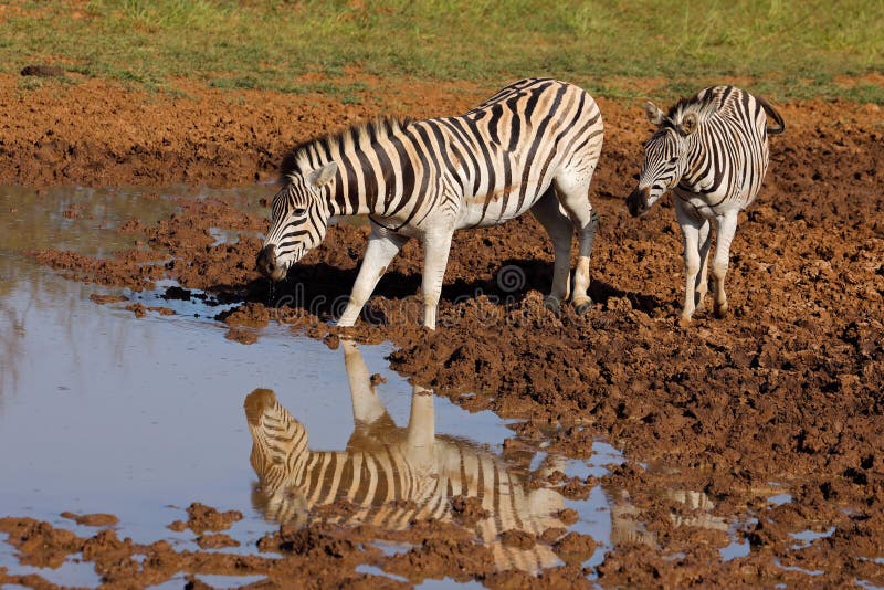 Plains zebras Equus burchelli drinking at a waterhole, Mokala National Park, South Africa. Plains zebras Equus burchelli drinking at a waterhole, Mokala National Park, South Africa