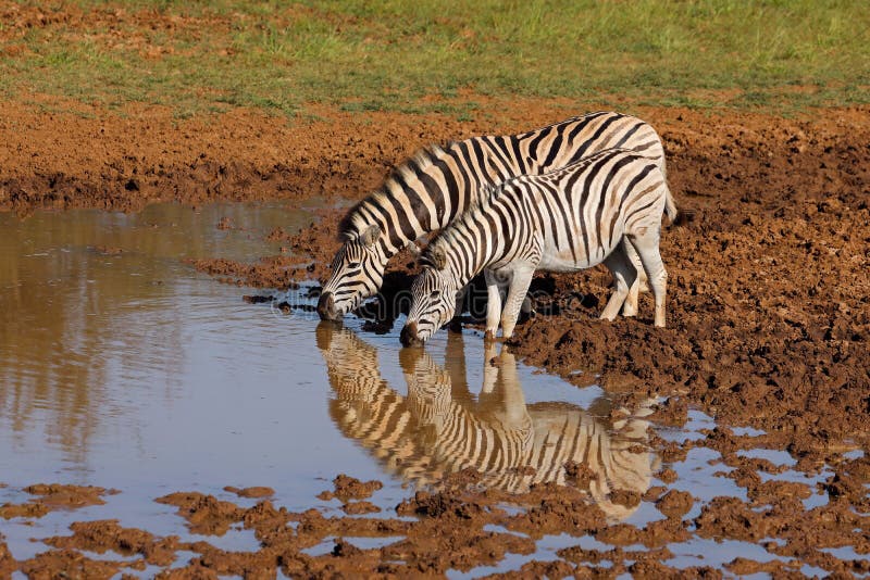 Plains zebras Equus burchelli drinking at a waterhole, Mokala National Park, South Africa. Plains zebras Equus burchelli drinking at a waterhole, Mokala National Park, South Africa