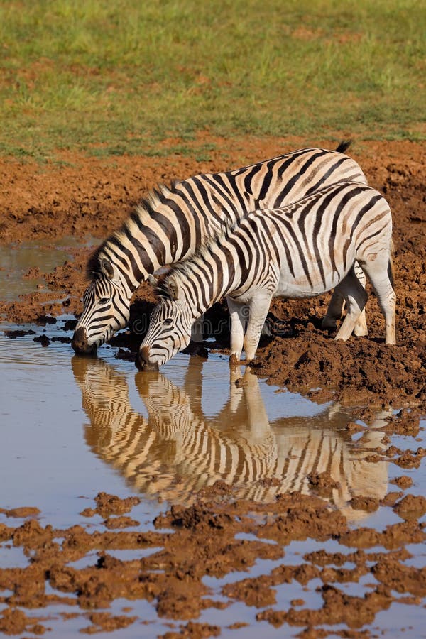 Plains zebras Equus burchelli drinking at a waterhole, Mokala National Park, South Africa. Plains zebras Equus burchelli drinking at a waterhole, Mokala National Park, South Africa