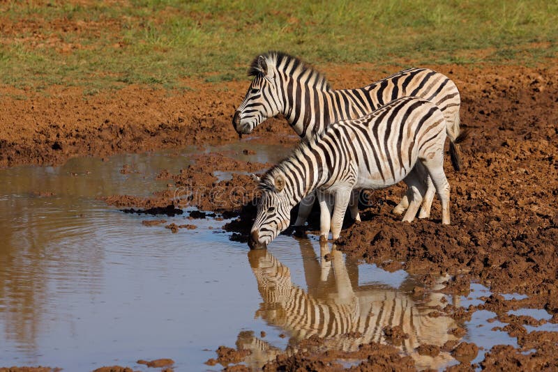 Plains zebras Equus burchelli drinking at a waterhole, Mokala National Park, South Africa. Plains zebras Equus burchelli drinking at a waterhole, Mokala National Park, South Africa