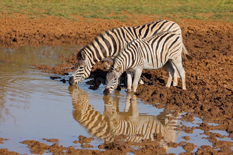 Plains zebras Equus burchelli drinking at a waterhole, Mokala National Park, South Africa. Plains zebras Equus burchelli drinking at a waterhole, Mokala National Park, South Africa