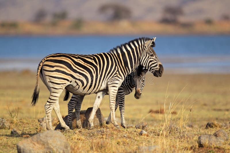 Plains Zebras (Equus burchelli), Pilanesberg National Park, South Africa