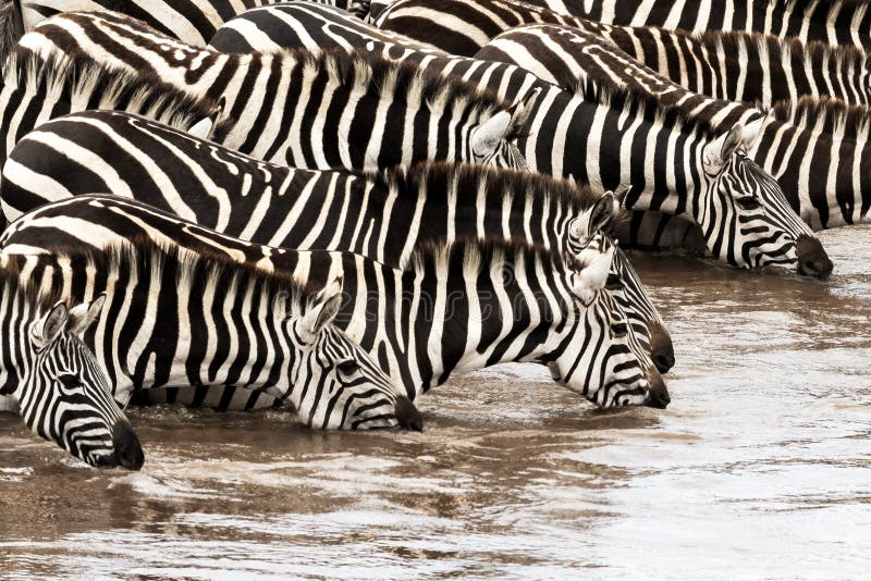 Plains zebras, equus quagga, drinking from the Mara river during the annual great migration. Masai Mara, Kenya