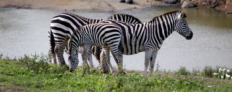 Plains zebras flocking by the water. Plains zebras flocking by the water