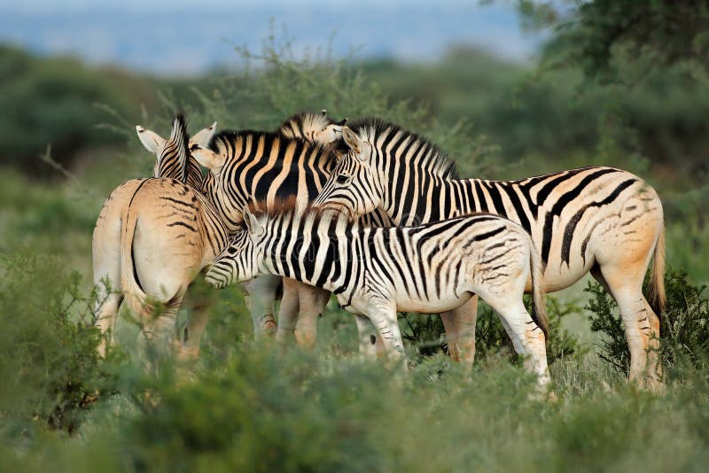 Plains Burchells zebras Equus burchelli in natural habitat, South Africa. Plains Burchells zebras Equus burchelli in natural habitat, South Africa