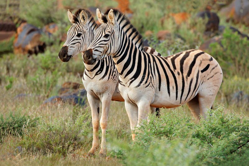 Two plains Burchells zebras Equus burchelli in natural habitat, South Africa. Two plains Burchells zebras Equus burchelli in natural habitat, South Africa